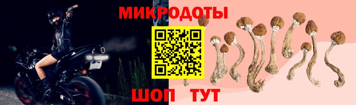 Кисловодск  Псилоцибиновые грибы Psilocybe  Вход с VPN 